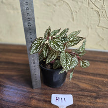 Load image into Gallery viewer, #H11 Sonerila Maculata