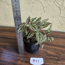 Load image into Gallery viewer, #H11 Sonerila Maculata