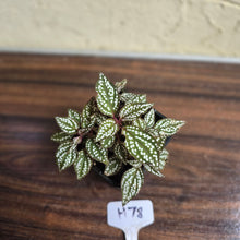 Load image into Gallery viewer, #H78 Sonerila Maculata
