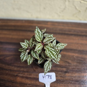 #H78 Sonerila Maculata