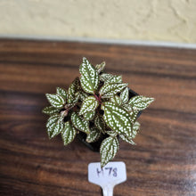 Load image into Gallery viewer, #H78 Sonerila Maculata
