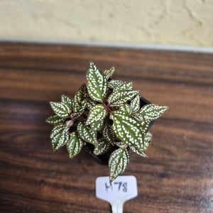 #H78 Sonerila Maculata