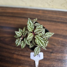 Load image into Gallery viewer, #H78 Sonerila Maculata