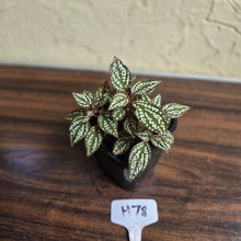 Load image into Gallery viewer, #H78 Sonerila Maculata