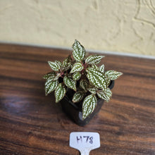 Load image into Gallery viewer, #H78 Sonerila Maculata