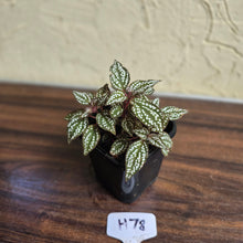 Load image into Gallery viewer, #H78 Sonerila Maculata