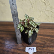 Load image into Gallery viewer, #H78 Sonerila Maculata