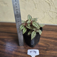 Load image into Gallery viewer, #H78 Sonerila Maculata