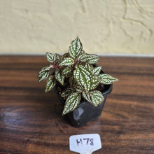 Load image into Gallery viewer, #H78 Sonerila Maculata