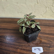 Load image into Gallery viewer, #H78 Sonerila Maculata