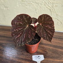 Load image into Gallery viewer, #70 Begonia Unknown