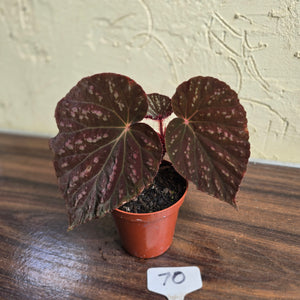 #70 Begonia Unknown