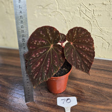 Load image into Gallery viewer, #70 Begonia Unknown