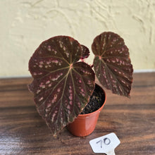 Load image into Gallery viewer, #70 Begonia Unknown