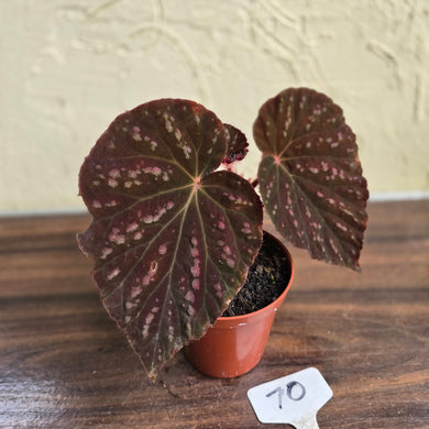 #70 Begonia Unknown
