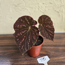Load image into Gallery viewer, #70 Begonia Unknown