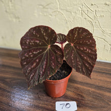 Load image into Gallery viewer, #70 Begonia Unknown