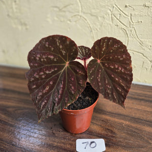 #70 Begonia Unknown