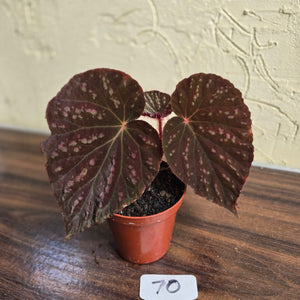 #70 Begonia Unknown