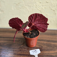 Load image into Gallery viewer, #70 Begonia Unknown