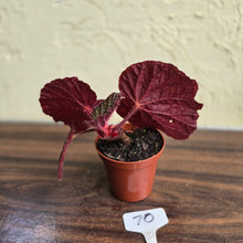 Load image into Gallery viewer, #70 Begonia Unknown