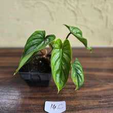 Load image into Gallery viewer, #17c Philodendron Mamei