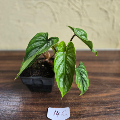 #17c Philodendron Mamei