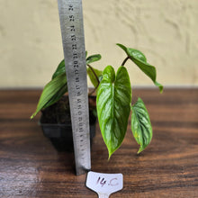 Load image into Gallery viewer, #17c Philodendron Mamei
