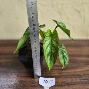#17c Philodendron Mamei
