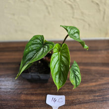 Load image into Gallery viewer, #17c Philodendron Mamei