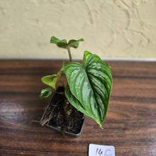 Load image into Gallery viewer, #17c Philodendron Mamei