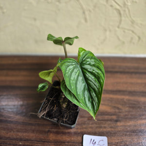 #17c Philodendron Mamei
