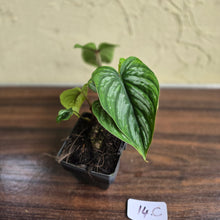 Load image into Gallery viewer, #17c Philodendron Mamei