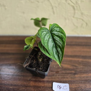 #17c Philodendron Mamei