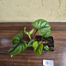 Load image into Gallery viewer, #17c Philodendron Mamei