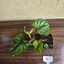 Load image into Gallery viewer, #17c Philodendron Mamei
