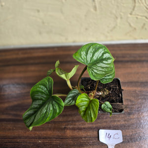 #17c Philodendron Mamei