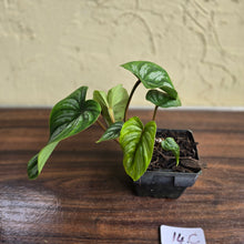 Load image into Gallery viewer, #17c Philodendron Mamei