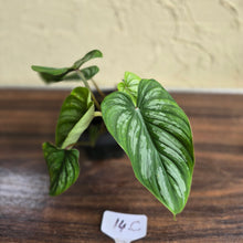 Load image into Gallery viewer, #17c Philodendron Mamei