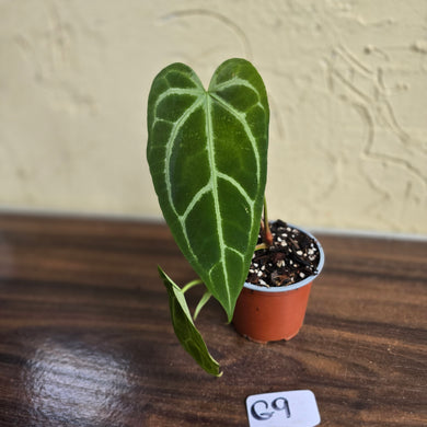 #G9 Narrow Anthurium Crystallinum x