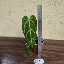 Load image into Gallery viewer, #G9 Narrow Anthurium Crystallinum x