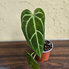 Load image into Gallery viewer, #G9 Narrow Anthurium Crystallinum x