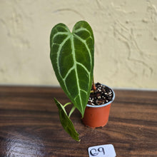 Load image into Gallery viewer, #G9 Narrow Anthurium Crystallinum x