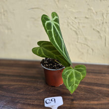 Load image into Gallery viewer, #G9 Narrow Anthurium Crystallinum x