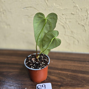 #G9 Narrow Anthurium Crystallinum x