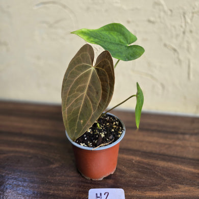 #H2 Anthurium Velvet Shadow x