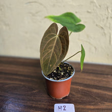 Load image into Gallery viewer, #H2 Anthurium Velvet Shadow x