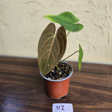 Load image into Gallery viewer, #H2 Anthurium Velvet Shadow x