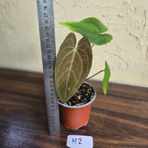#H2 Anthurium Velvet Shadow x