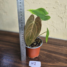 Load image into Gallery viewer, #H2 Anthurium Velvet Shadow x
